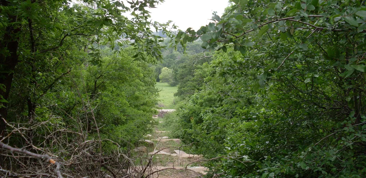 A wooded trail in Arbor Hills Nature Preserve in Plano.