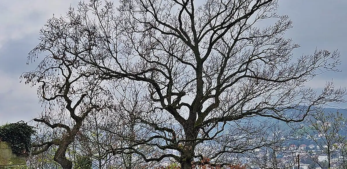 Baum im Weißenburgpark, Stuttgart (Foto von 2026).
